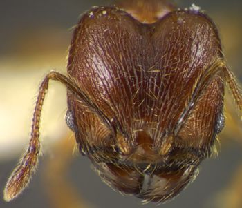 Media type: image; Entomology 35138   Aspect: head frontal view